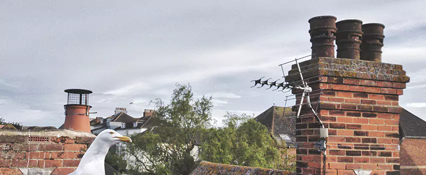 Chimney Cleaning And Restoration in Grandview, Missouri